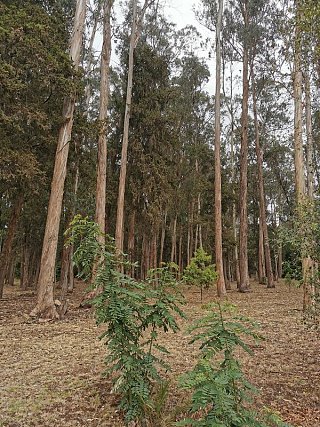 Le campus de l'ambassade est cerné par la forêt