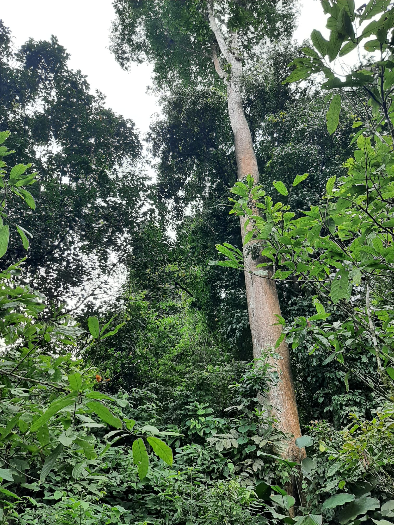Espèce d'arbre présente dans la réserve de faune de Santchou