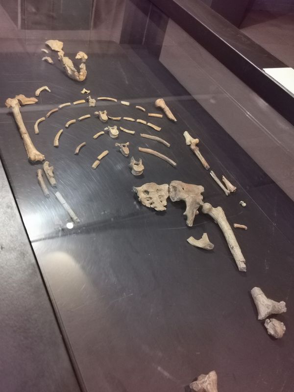 Le squelette de Lucy au musée national d'Ethiopie