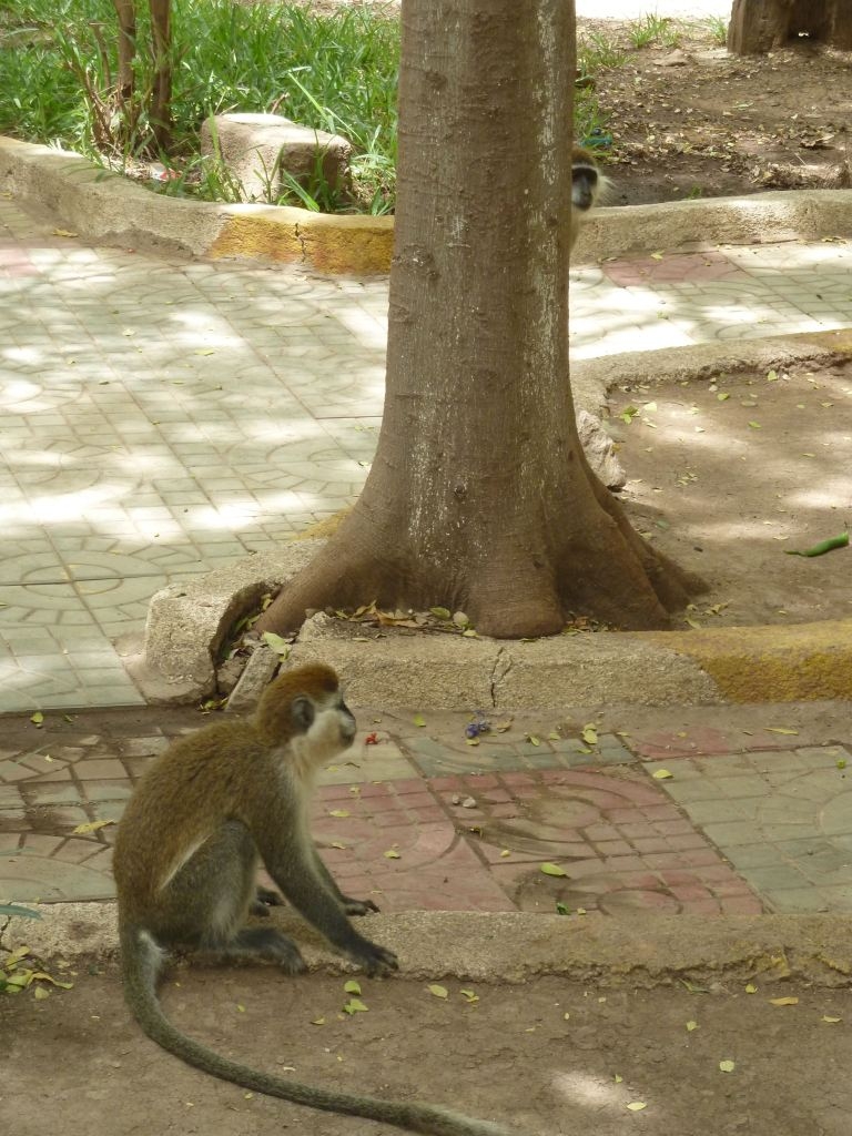 Singes, aéroport de Dire Daoua.