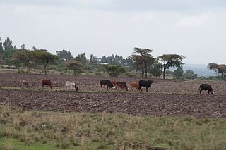 Zébus et champs près de l'église d'Adadi Mariam.