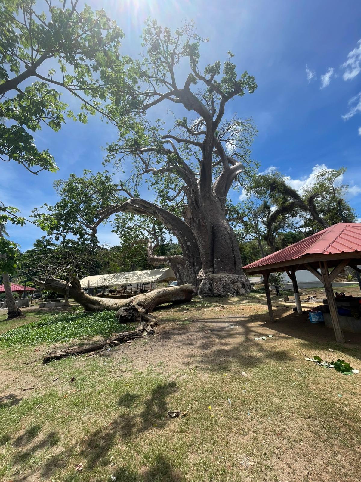 Musicale Plage où on trouve le plus vieux baobab de l'île