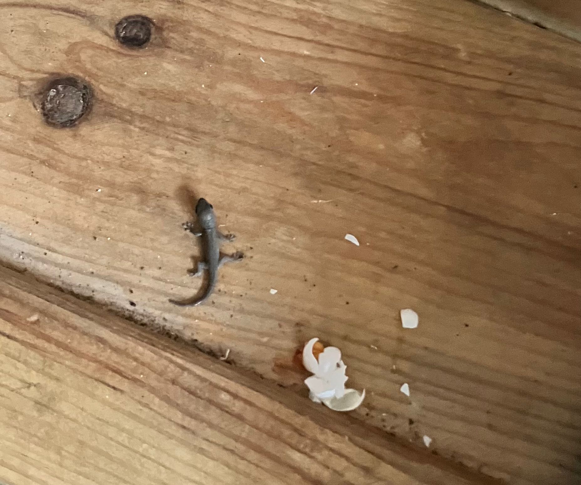 Archie, le bébé lézard