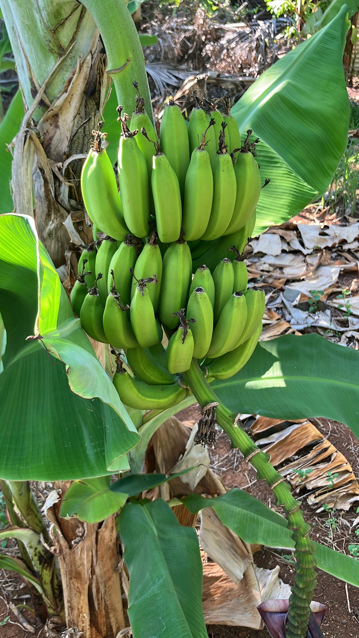 Bananiers de Poroani