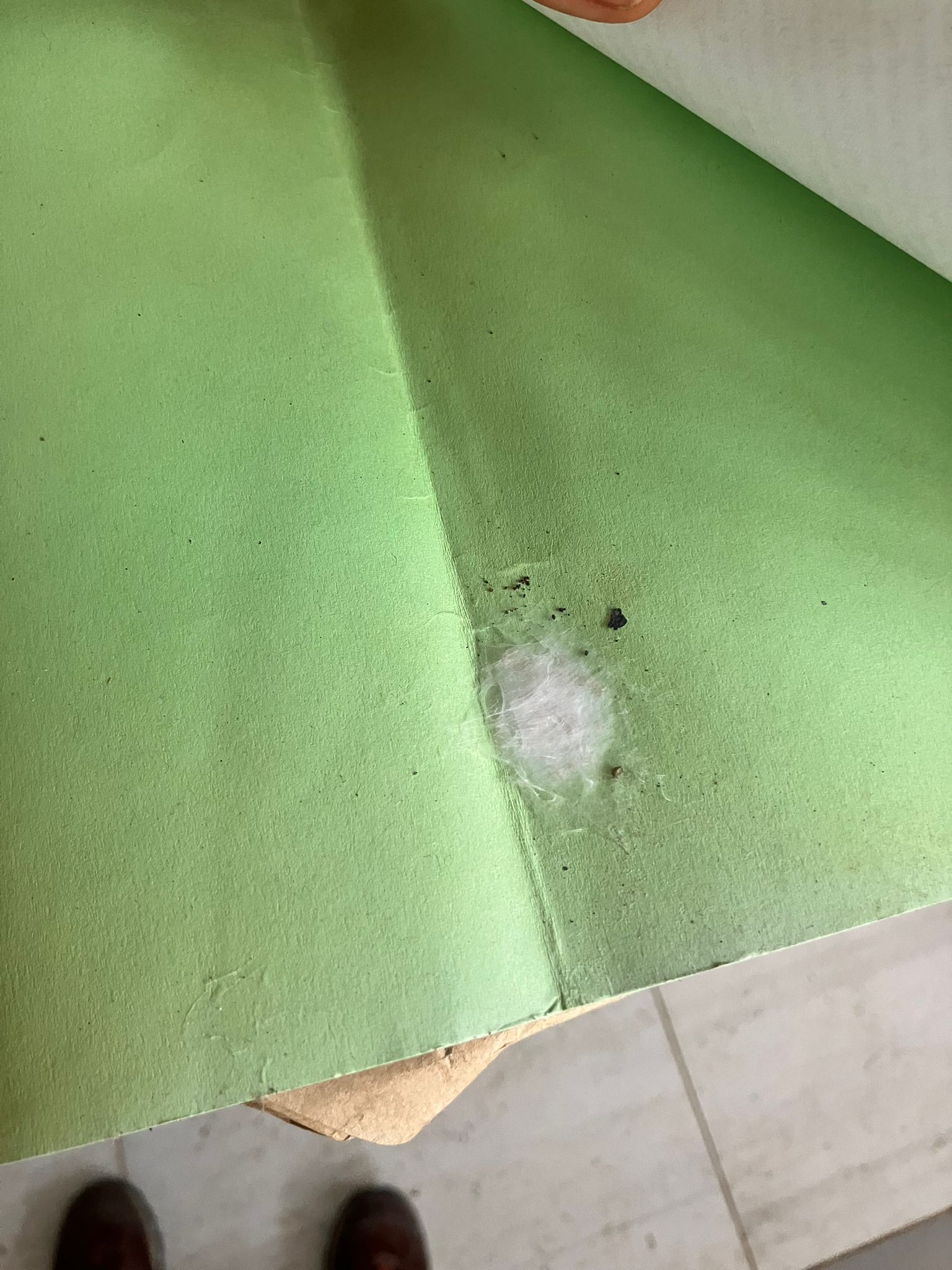 moisissure... blanche !