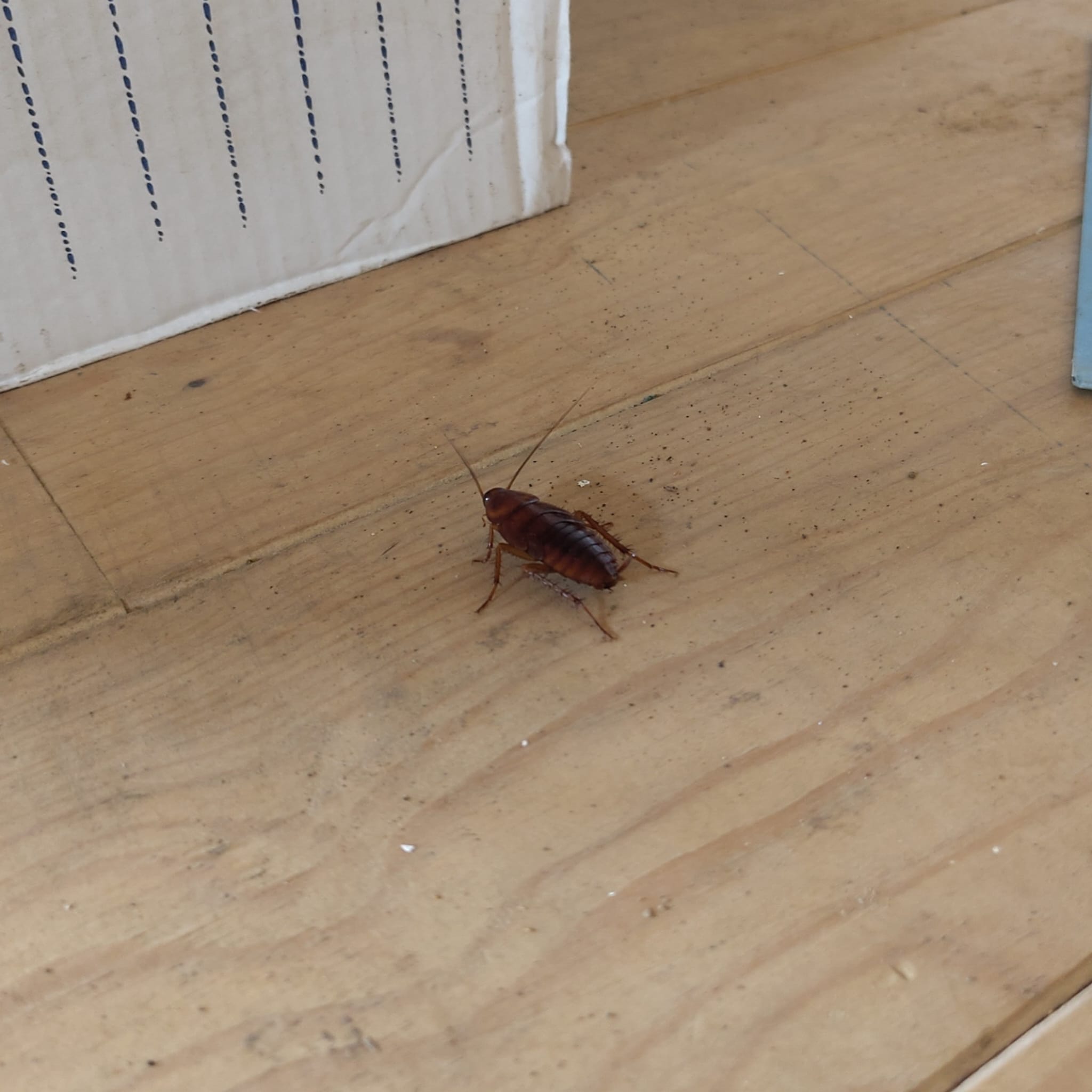 un (plutôt petit) cafard