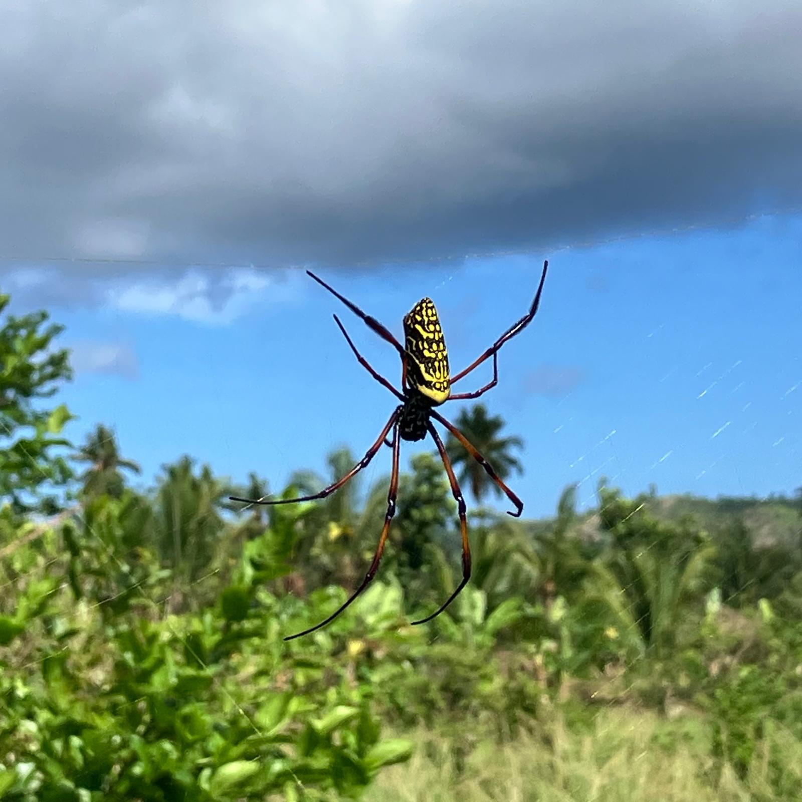 Araignée de Miréréni